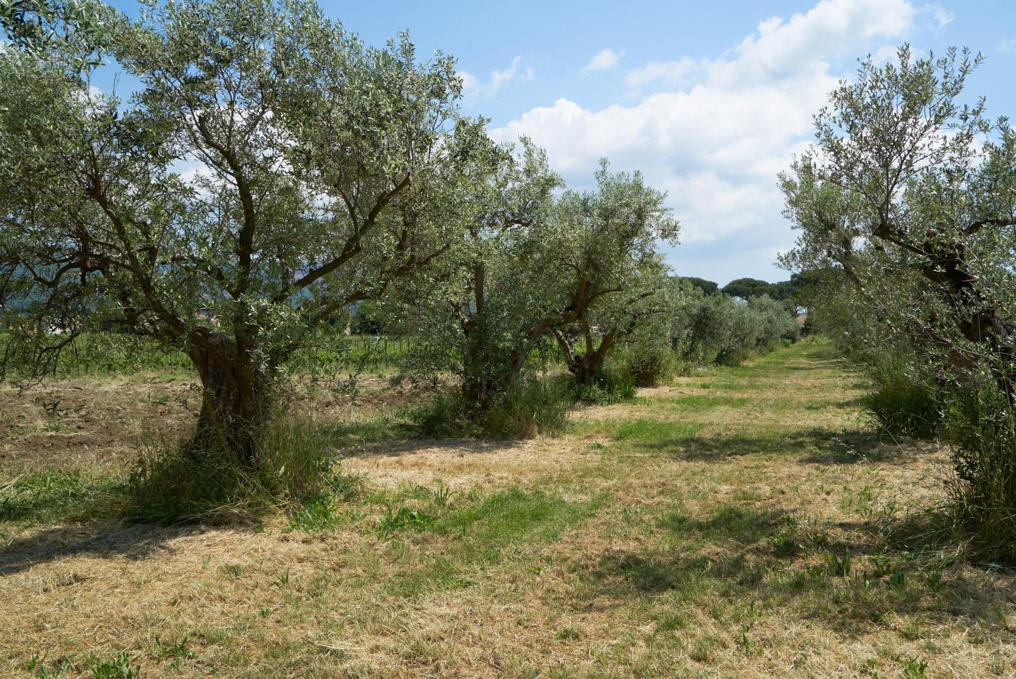 Villa Cavalletti Grottaferrata Bagian luar foto