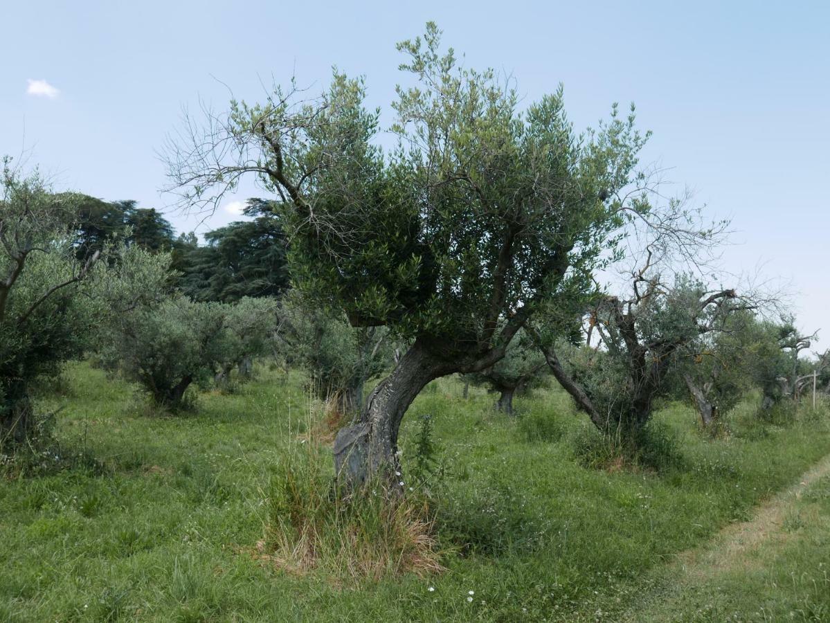 Villa Cavalletti Grottaferrata Bagian luar foto